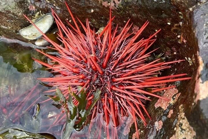 Ketchikan Wildlife Tour: Small-Group Rainforest & Marine Wildlife Experience photo 2