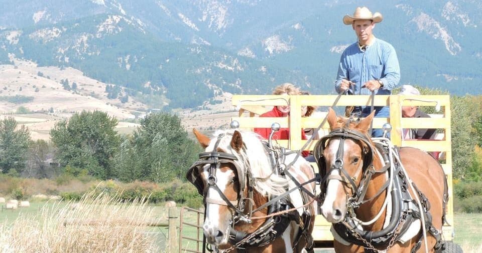 Open-air wagon led by team of draft horses in farmland