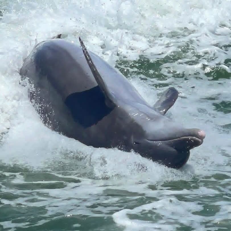 Dolphin breaching near boat in choppy coastal waters