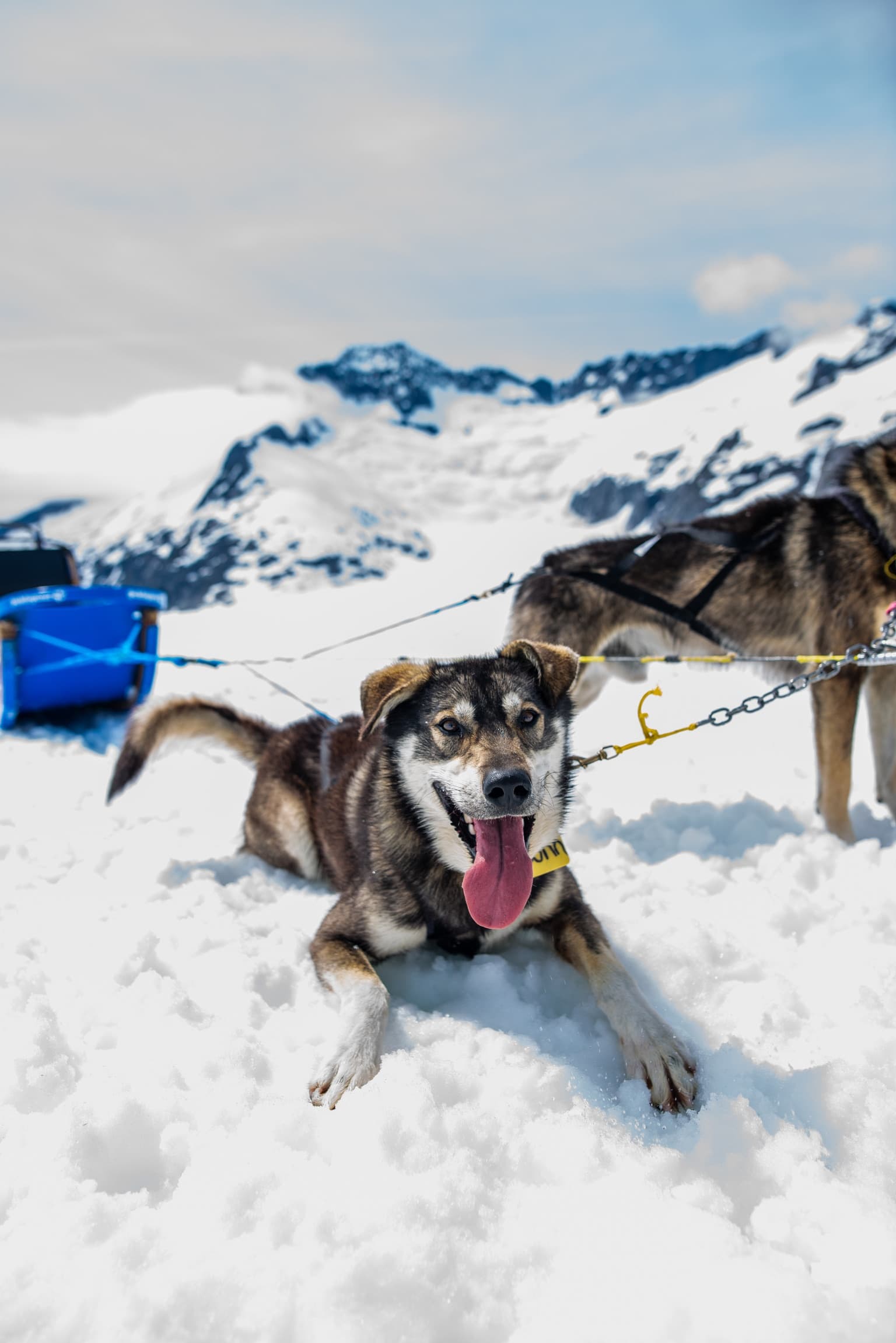 Helicopter Dog Sledding to Herbert Glacier: Juneau's Glacier Landing Adventure photo 3