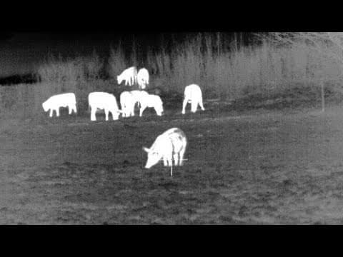 Wildlife & Land Adventures: Thermal Wild Hog Hunt by Bienvenue Outdoors