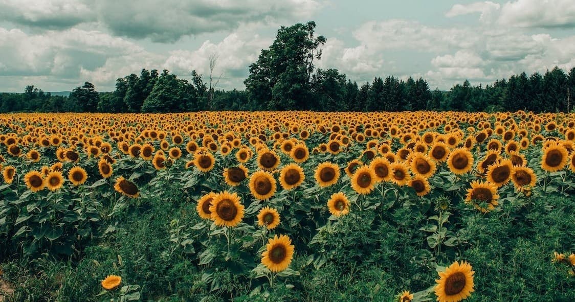 Sunflower Festival at Benton Farm in Walton, Kentucky