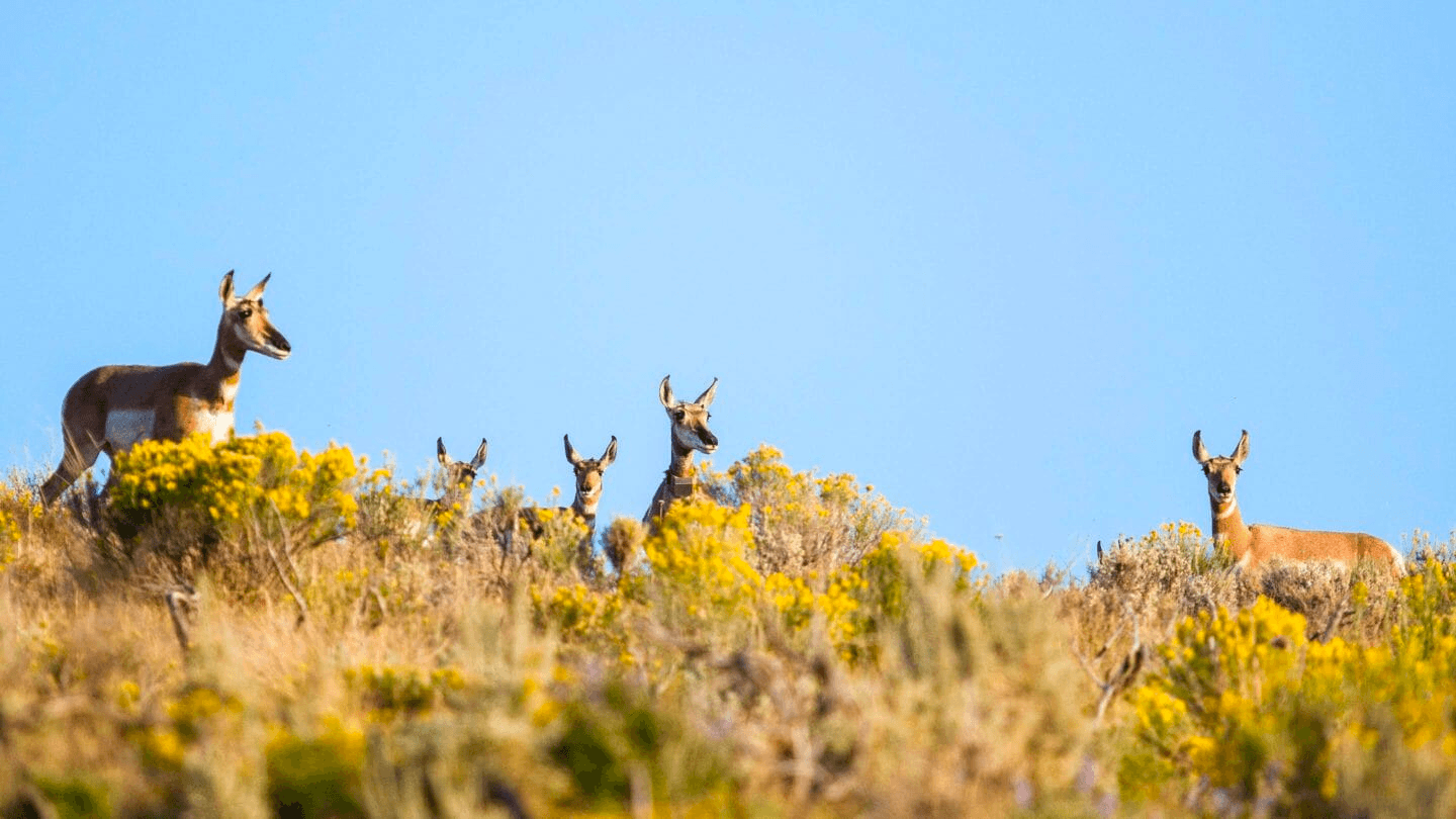 Wildlife Safari with Jackson Hole Wildlife Safaris in Teton Village