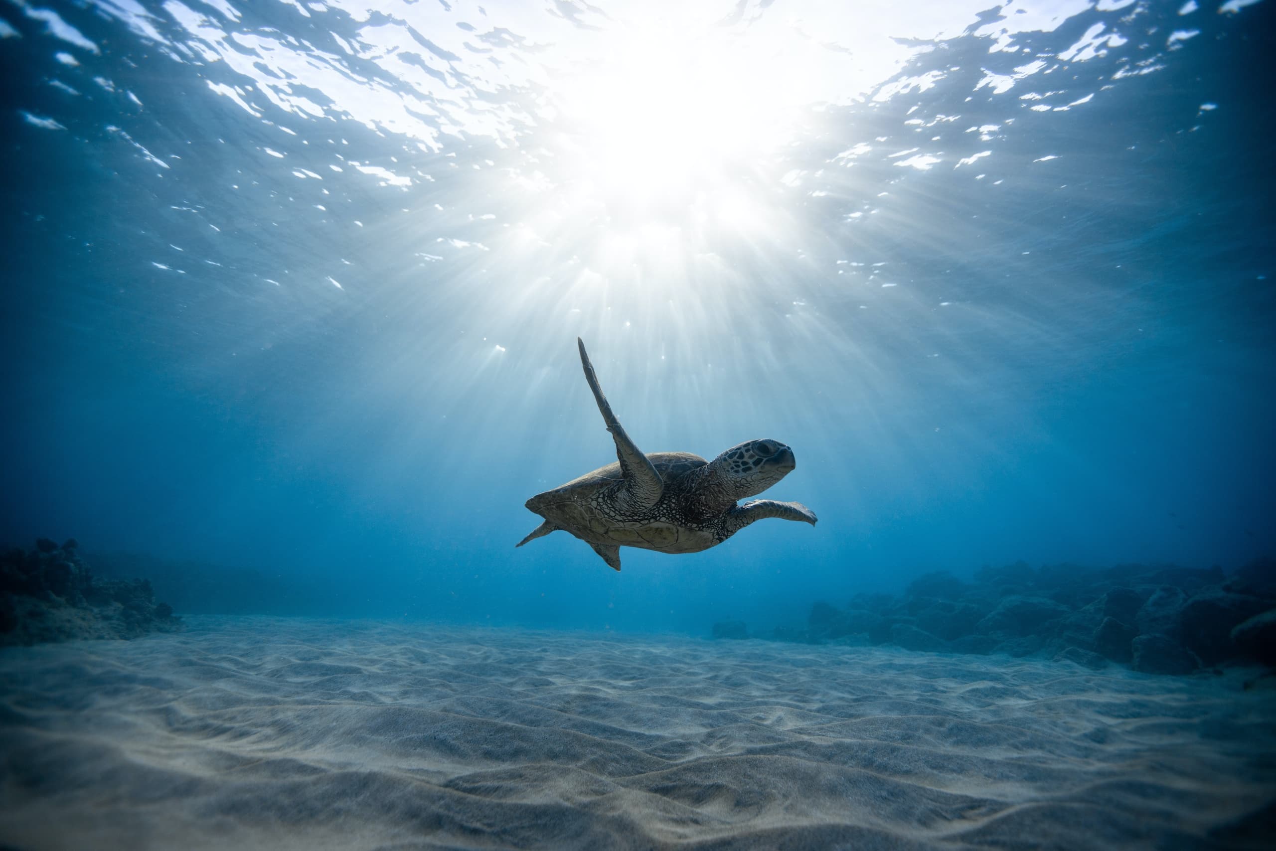 Sea turtle swimming underwater in clear tropical ocean