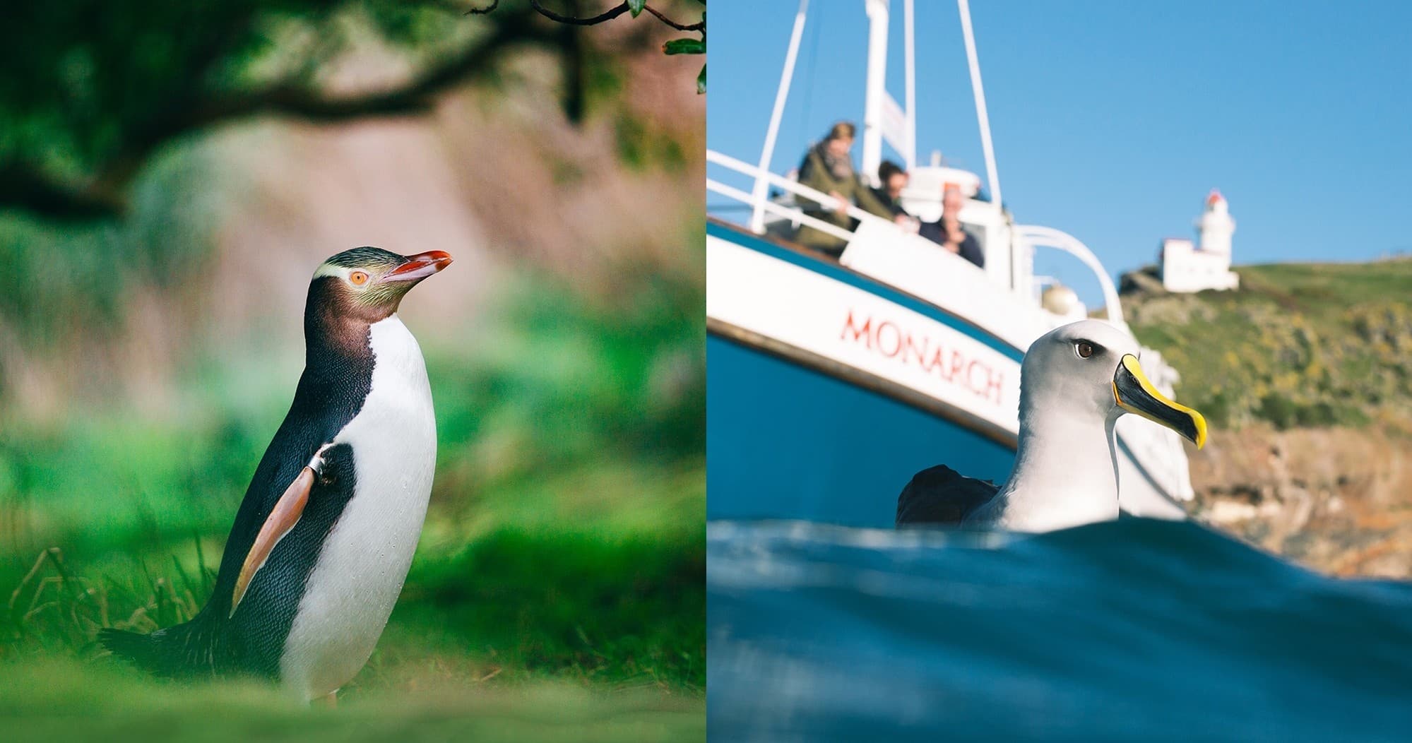 Otago Wildlife & Penguin Cruise Adventure in New Zealand