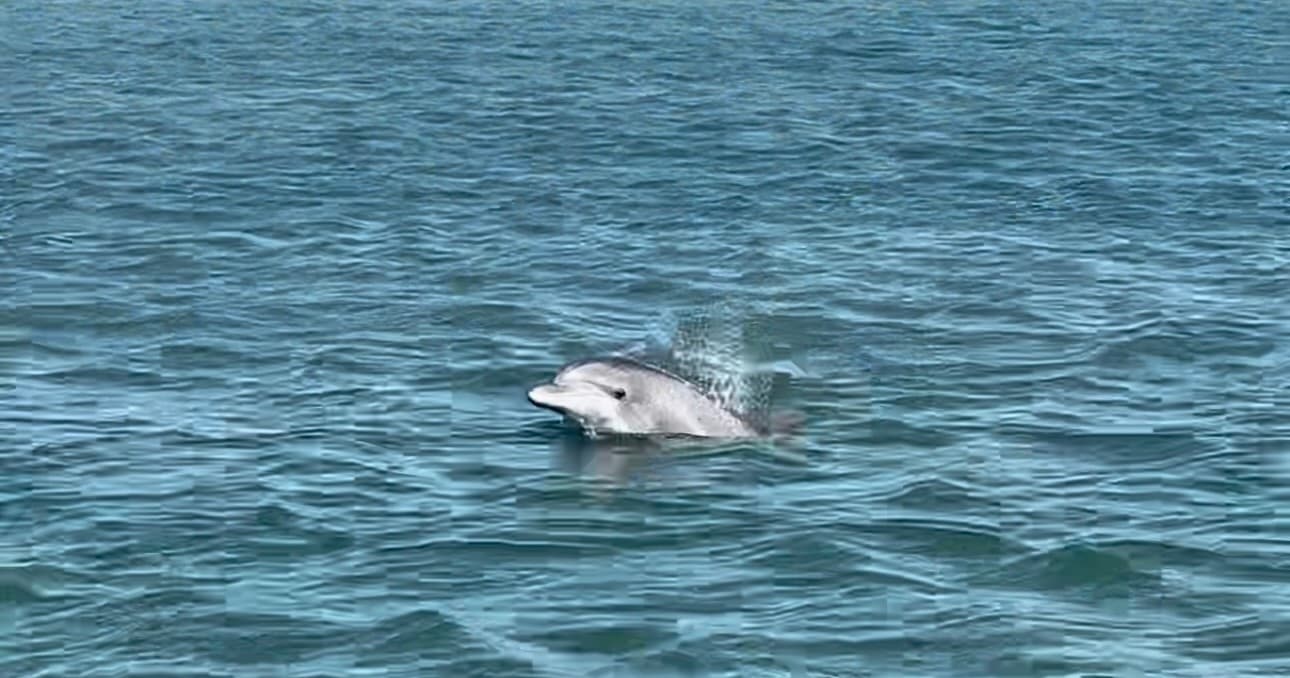 Dawn on the Matanzas: Private Eco Tour with Captain Adam photo 2