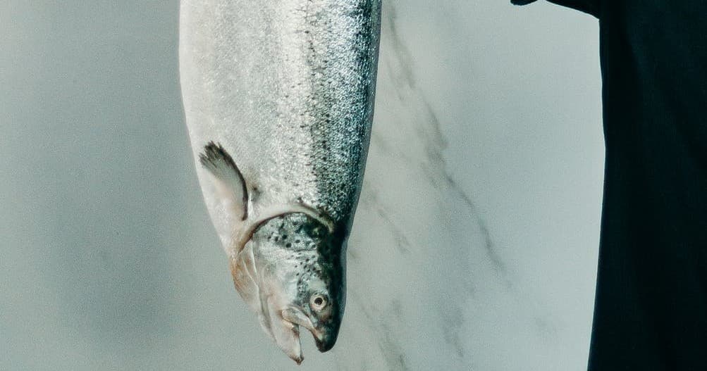 Freshly caught salmon hanging on boat deck, catch close-up