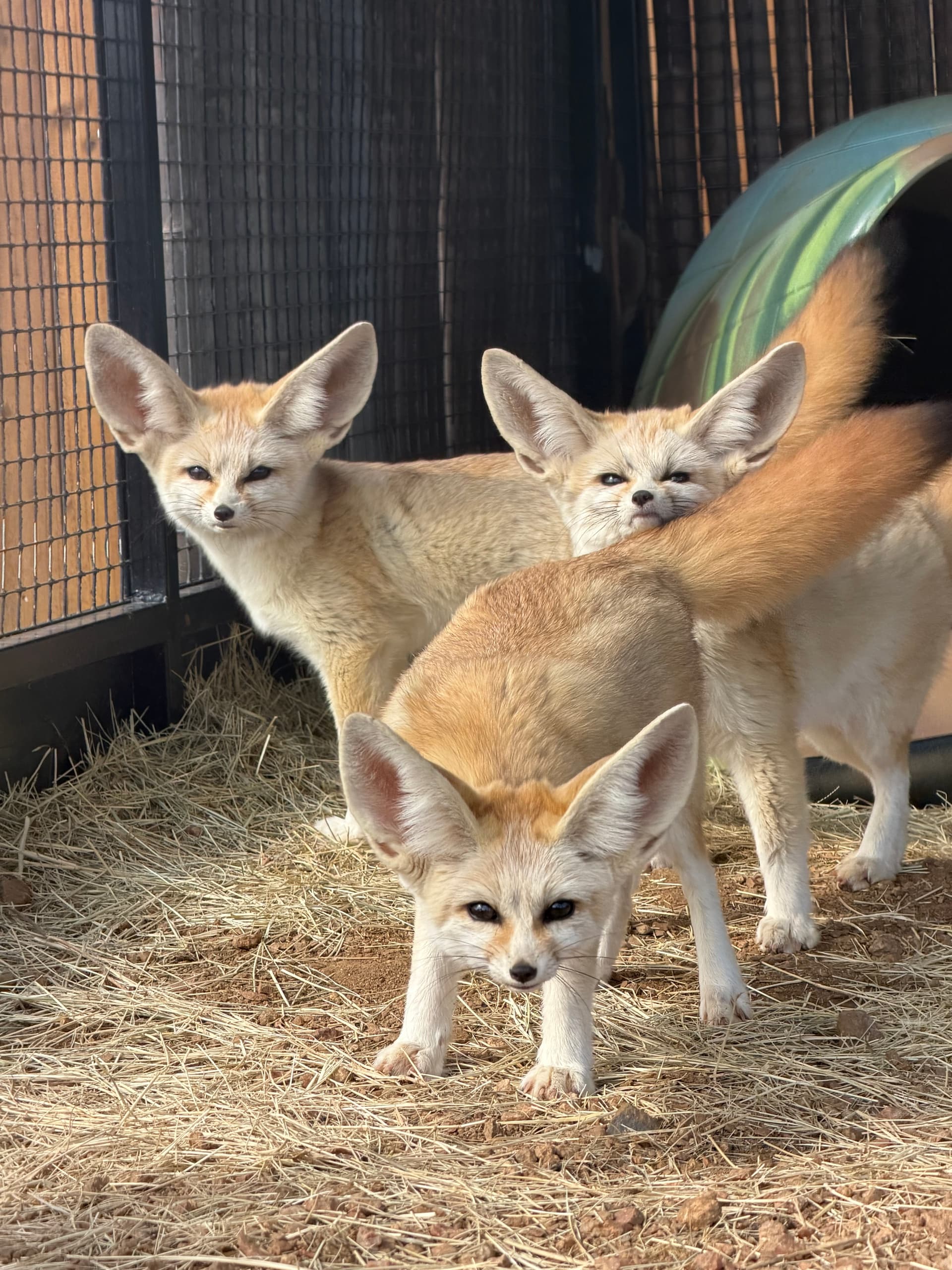 VIP Tours: Private wildlife encounters at northtexassafaripark in Bonham, Texas