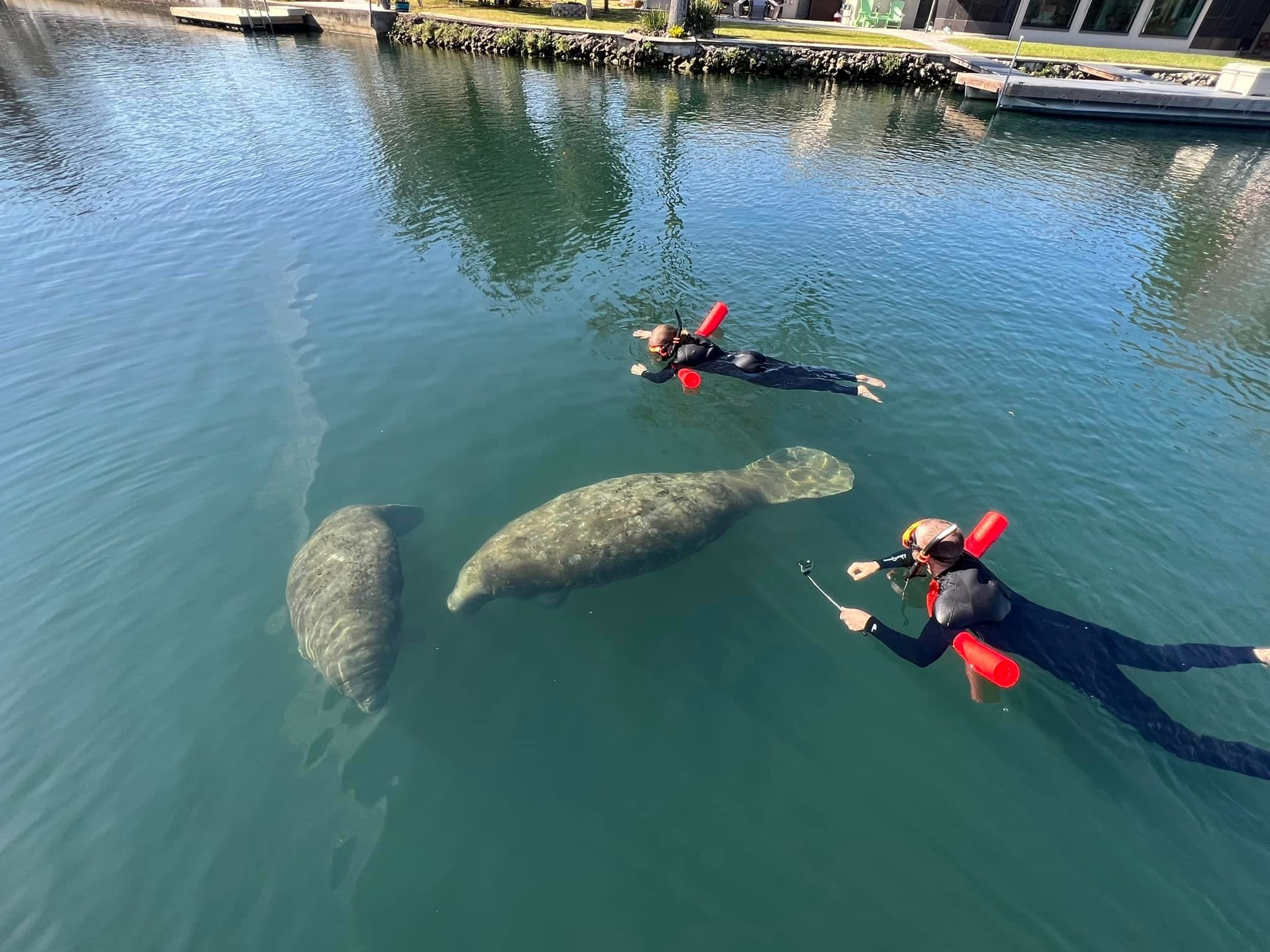 Private Magnificent Manatee Tour | Three Hours | Crystal River | Private in Homosassa, Florida