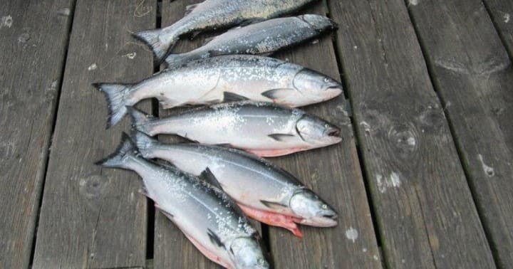 Salmon Fishing Adventure in Monterey, California