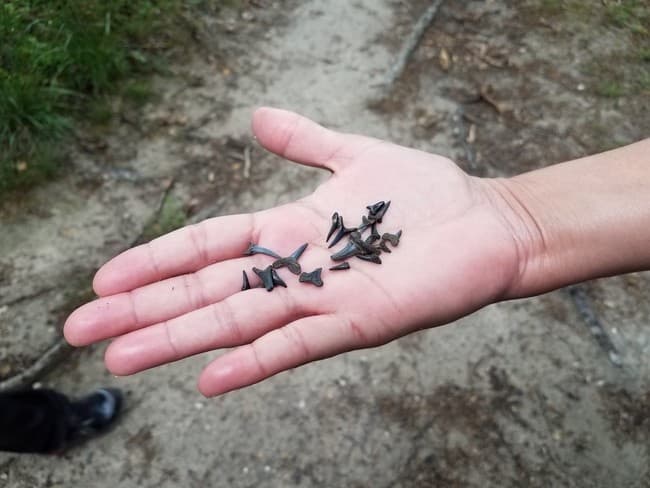 Uncover Hidden Treasures on the Shark Tooth Island Excursion from Hilton Head