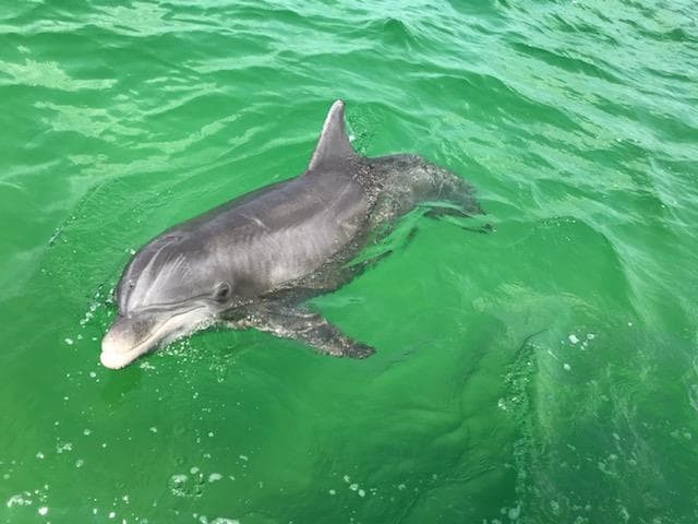 Dolphin Tour, Swimming & Island Adventure | Private in Navarre, Florida