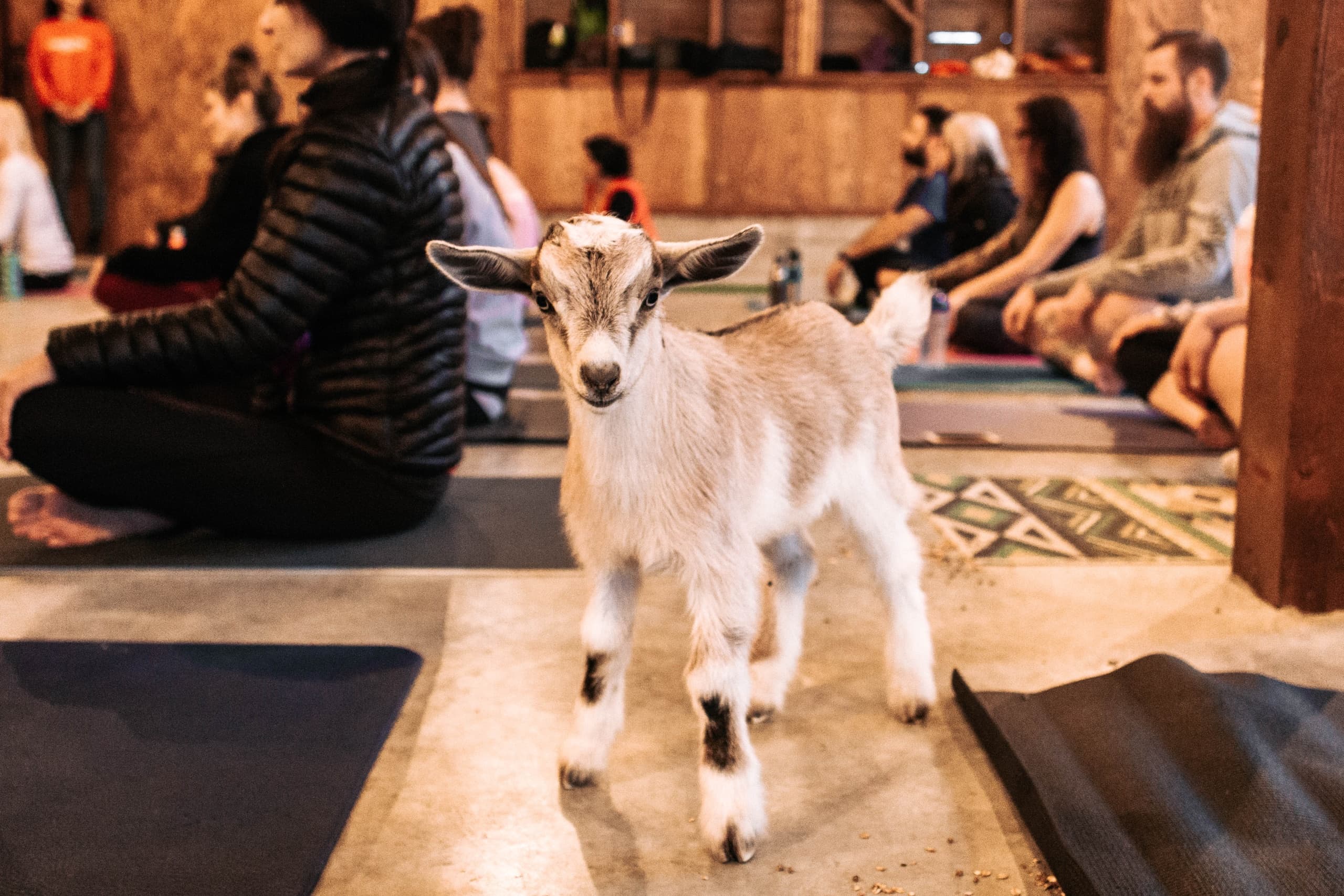 Kid goat roaming indoor yoga class in rustic barn setting