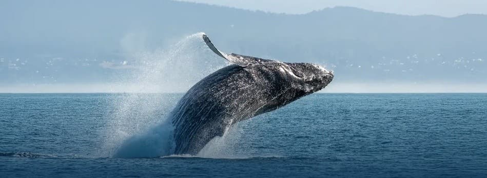 Custom Victoria Tour: Inner Harbour, Beacon Hill Park and Oak Bay Highlights