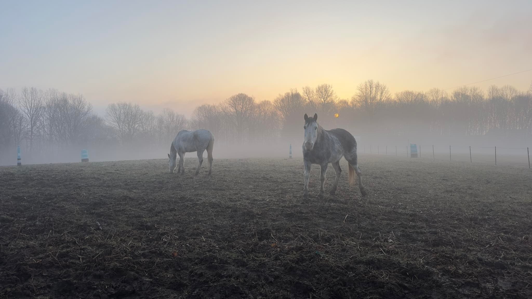 On-Farm Horsemanship in Park City, KY — Private Western Riding & Horse Care