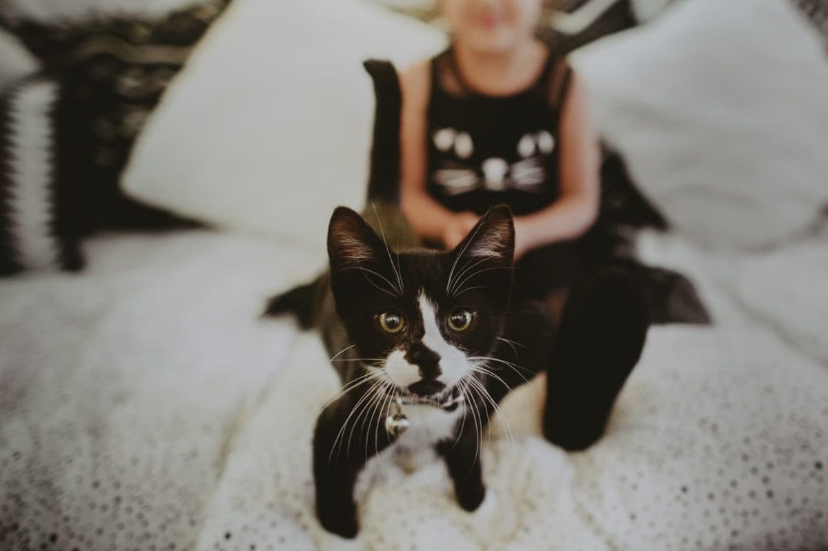 Family-Friendly Cat Snuggle Session in Spokane: 45-Minute Kitty Lounge for Kids