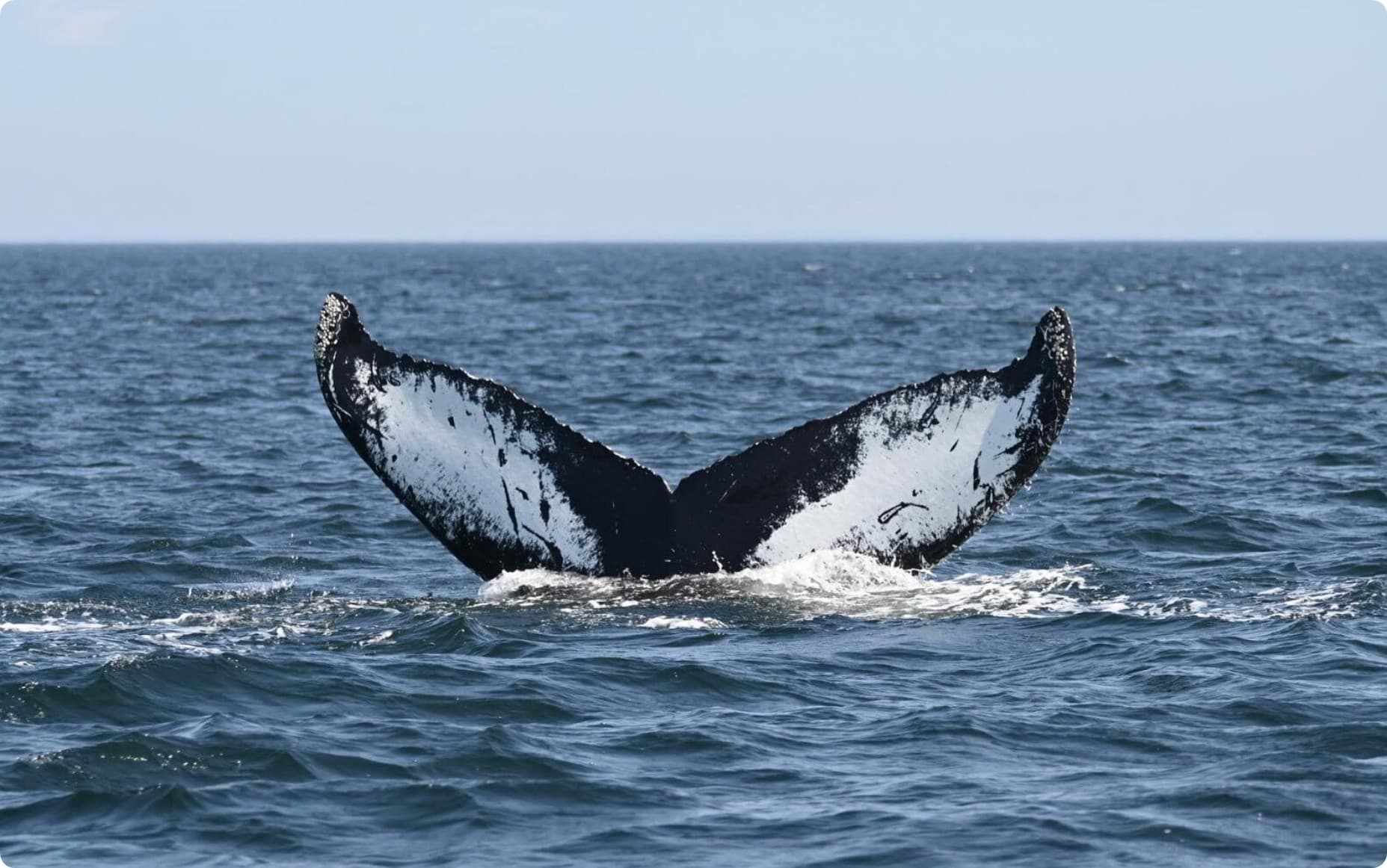 Whale Watching from L’Anse-à-Brillant to Cap-Gaspé