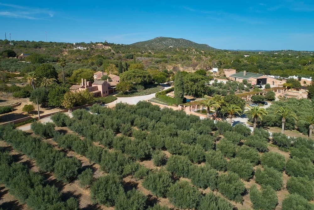 Aerial view of Mediterranean olive grove estate and rolling hills