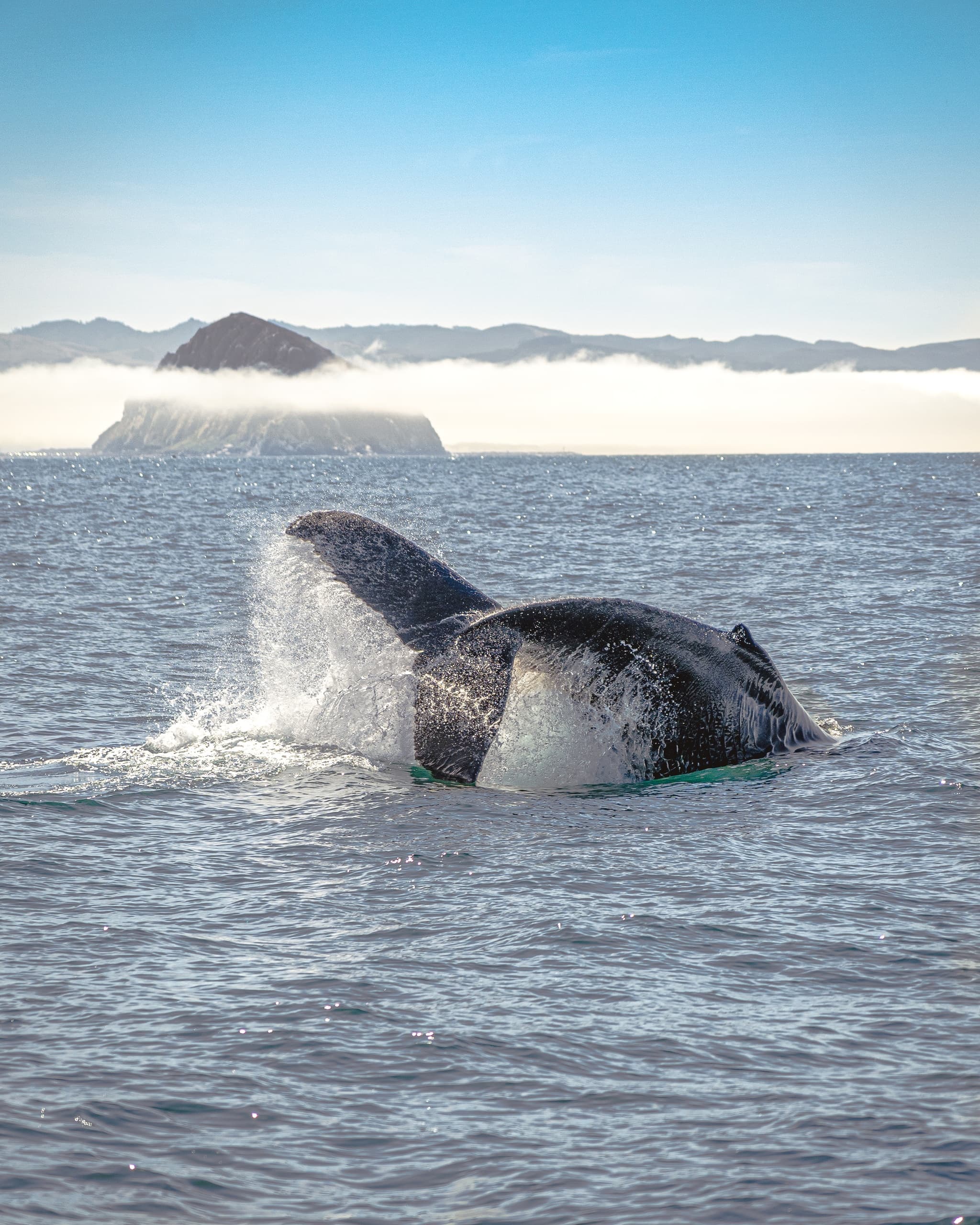 Whale Watching Adventure in Morro Bay, California