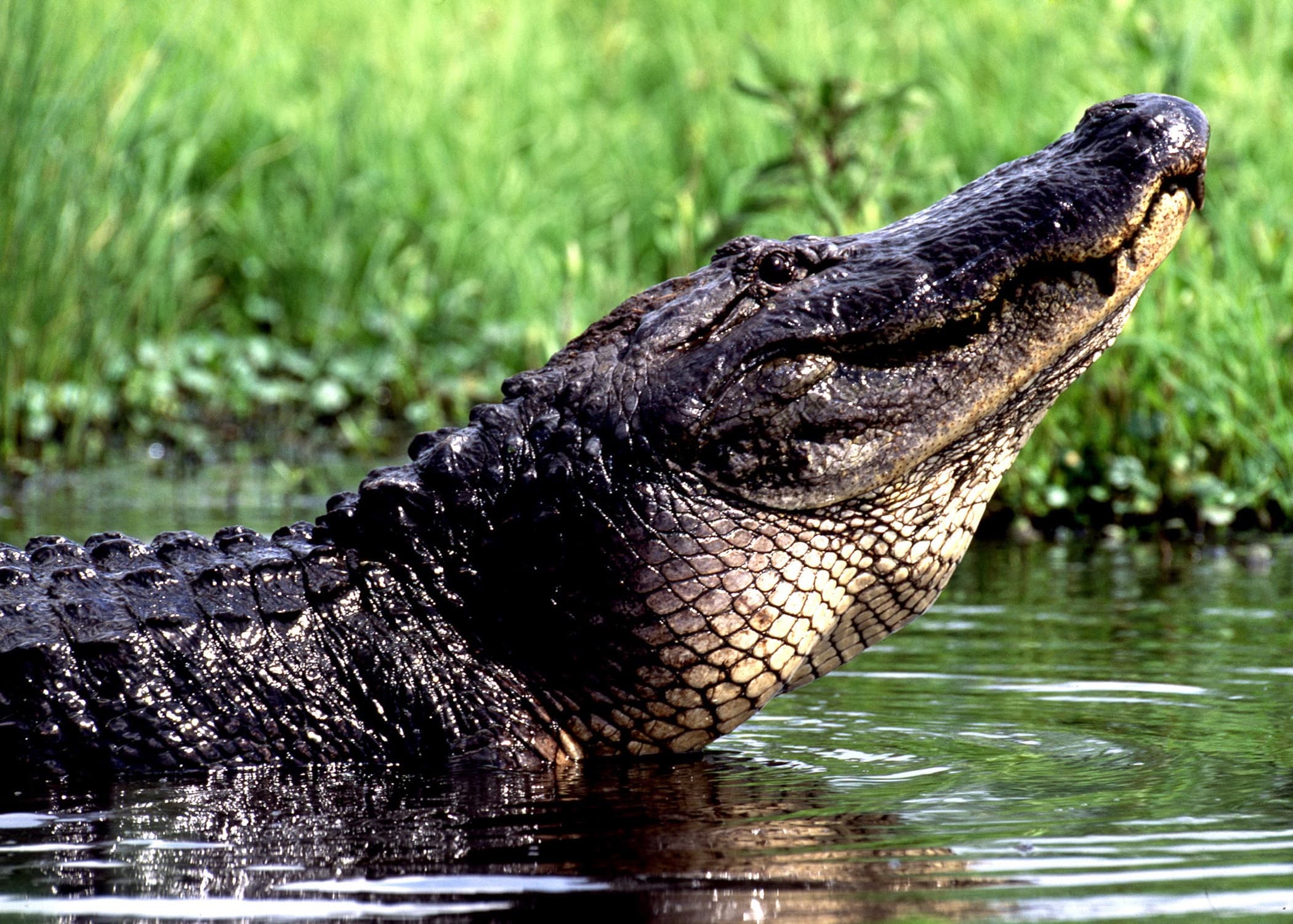 Wildlife in Slidell, Louisiana