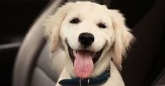 Pet-Friendly Private Hunter Valley Wine Tour from Rothbury - Tastings, Lunch & Dogs Welcome