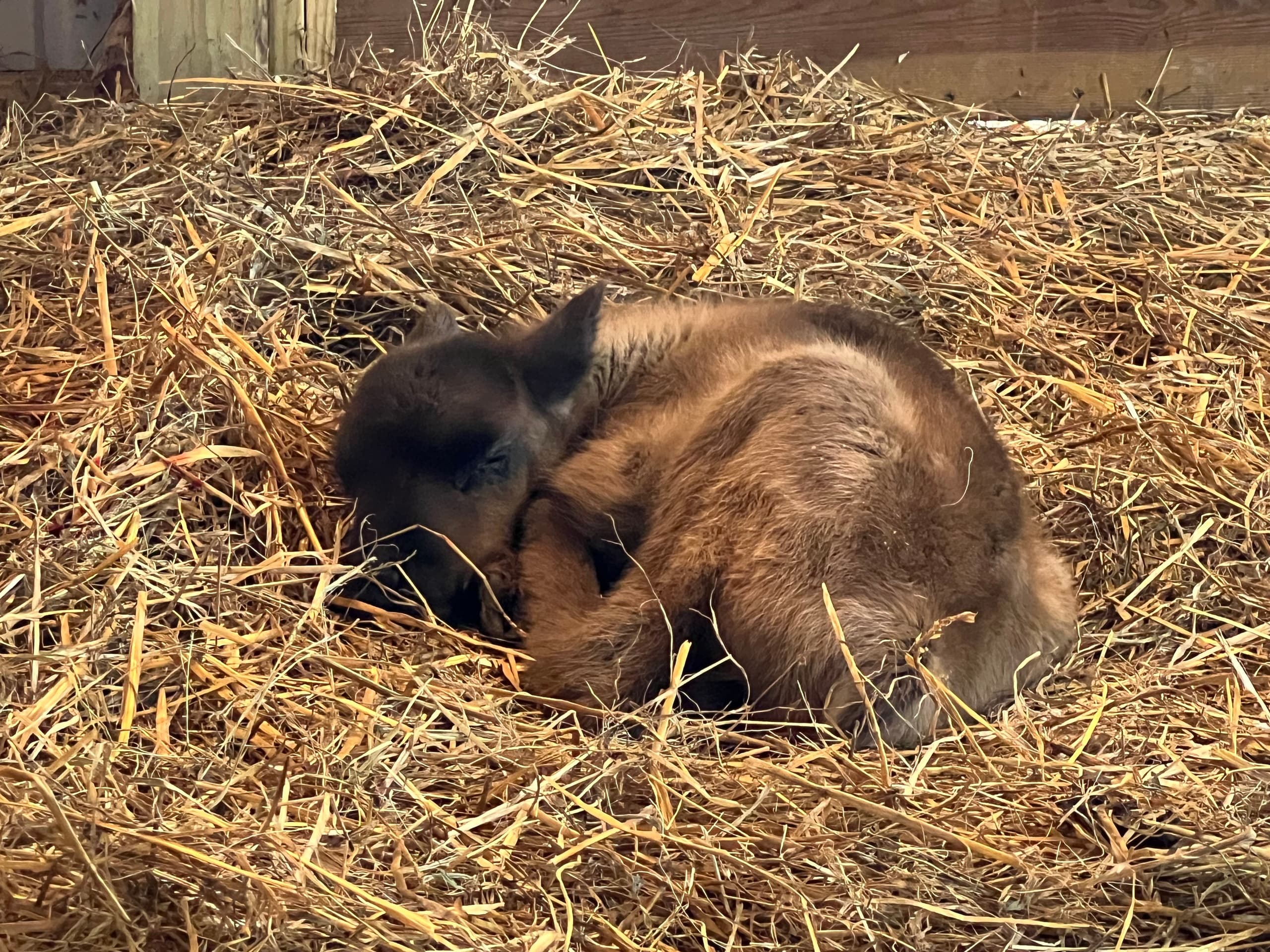 Sleeping reindeer calf curled in barn straw at ranch enclosure