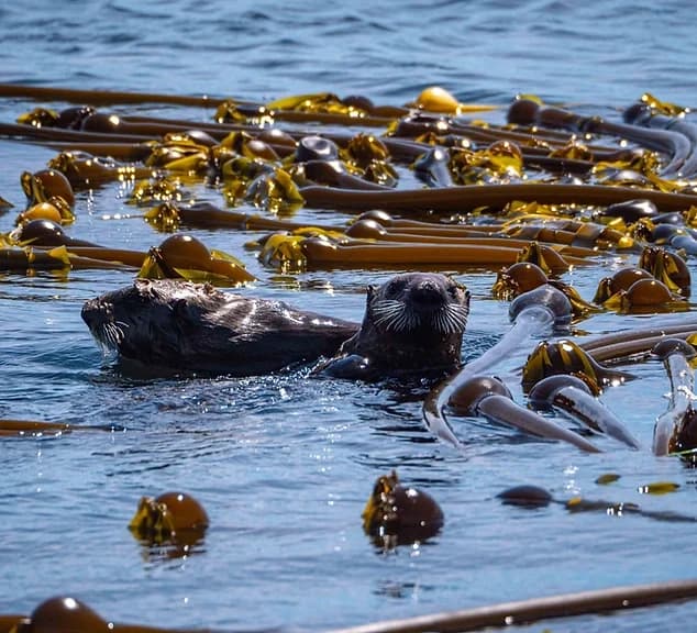 Monterey Bay Snorkel Tour: Explore California’s Underwater World