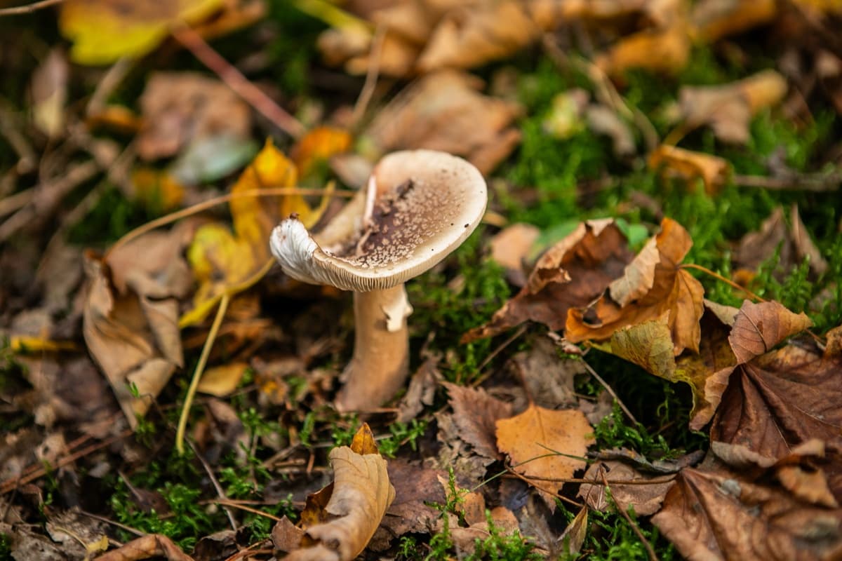 Foraging the Forest Floor: Alles over paddenstoelen mushroom walk in Leersum photo 3