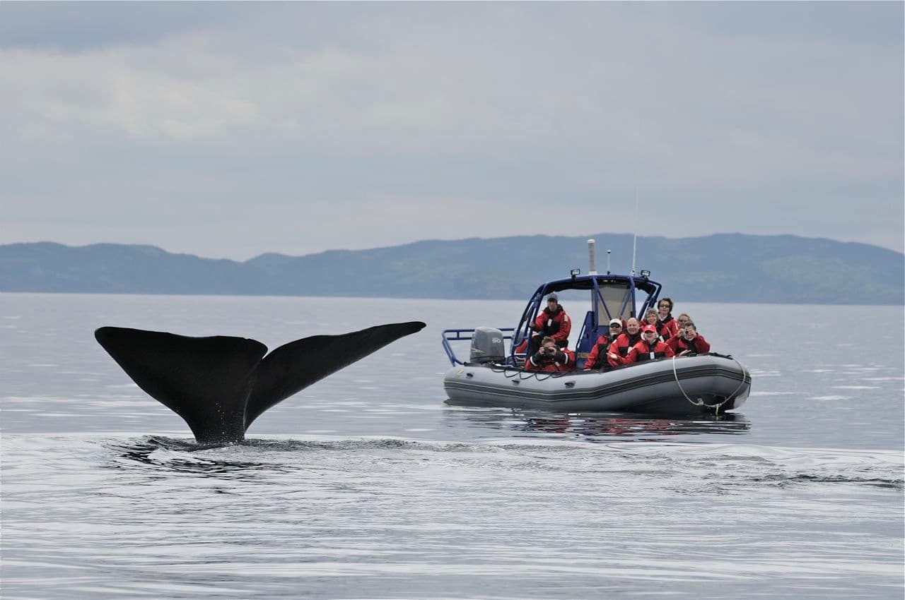 Wildlife & Sea Adventure: Whale Watch with Sea Of Whales Adventures