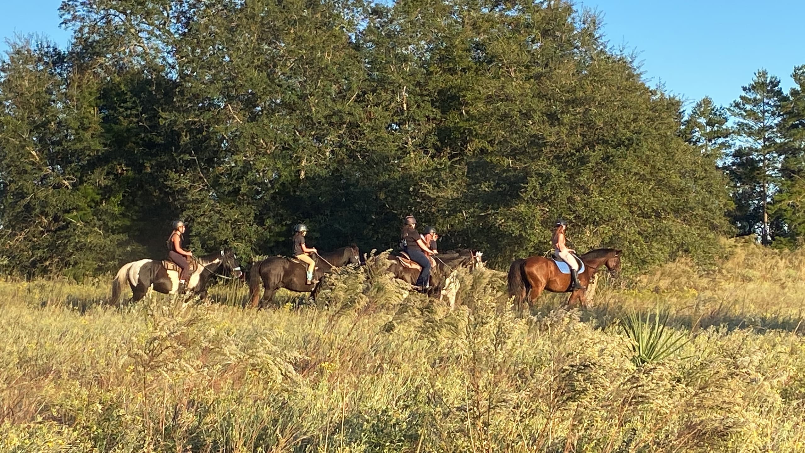 Riders trail riding through grassy field and oak trees at sunset