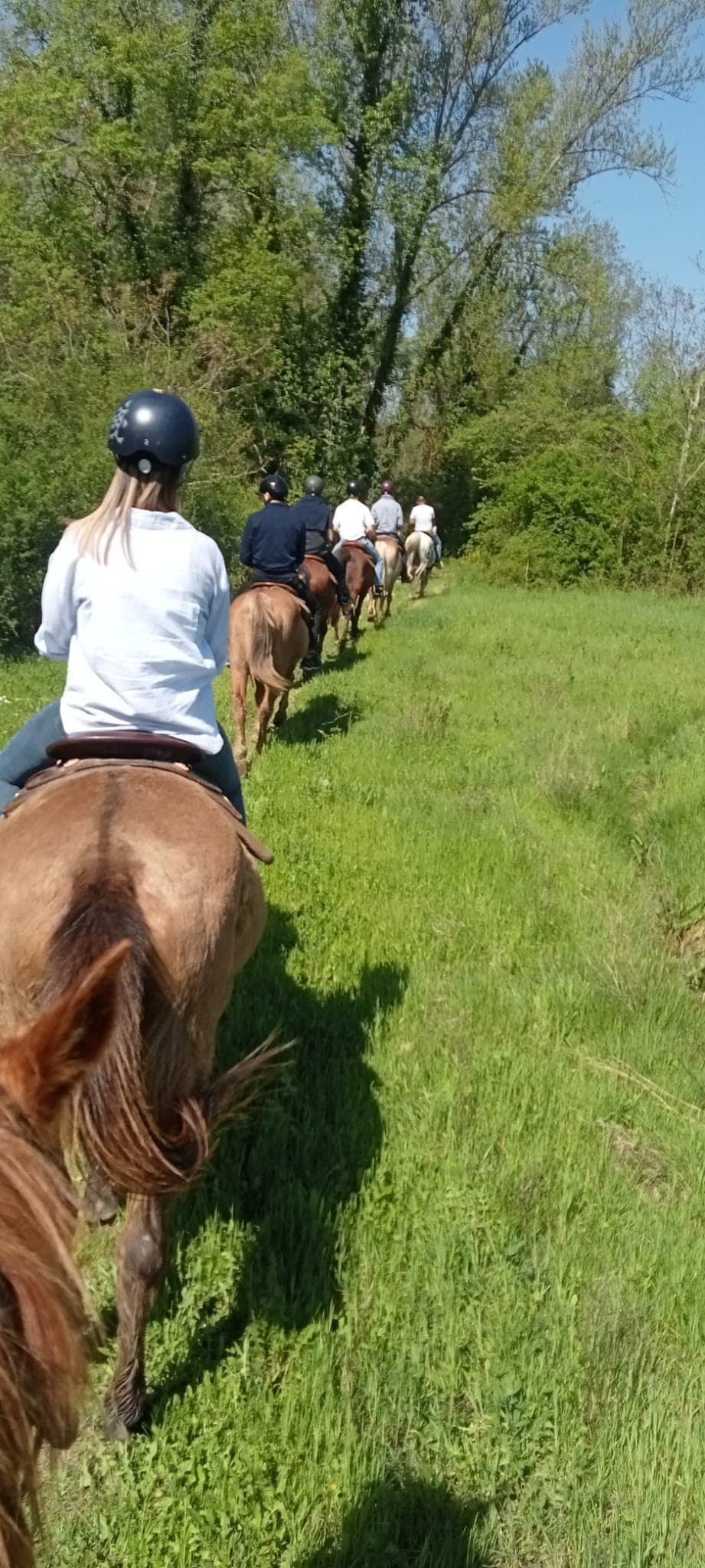 Horseback Ride & Sunset Tasting — Horses, Vineyards, and Chianti Light photo 1