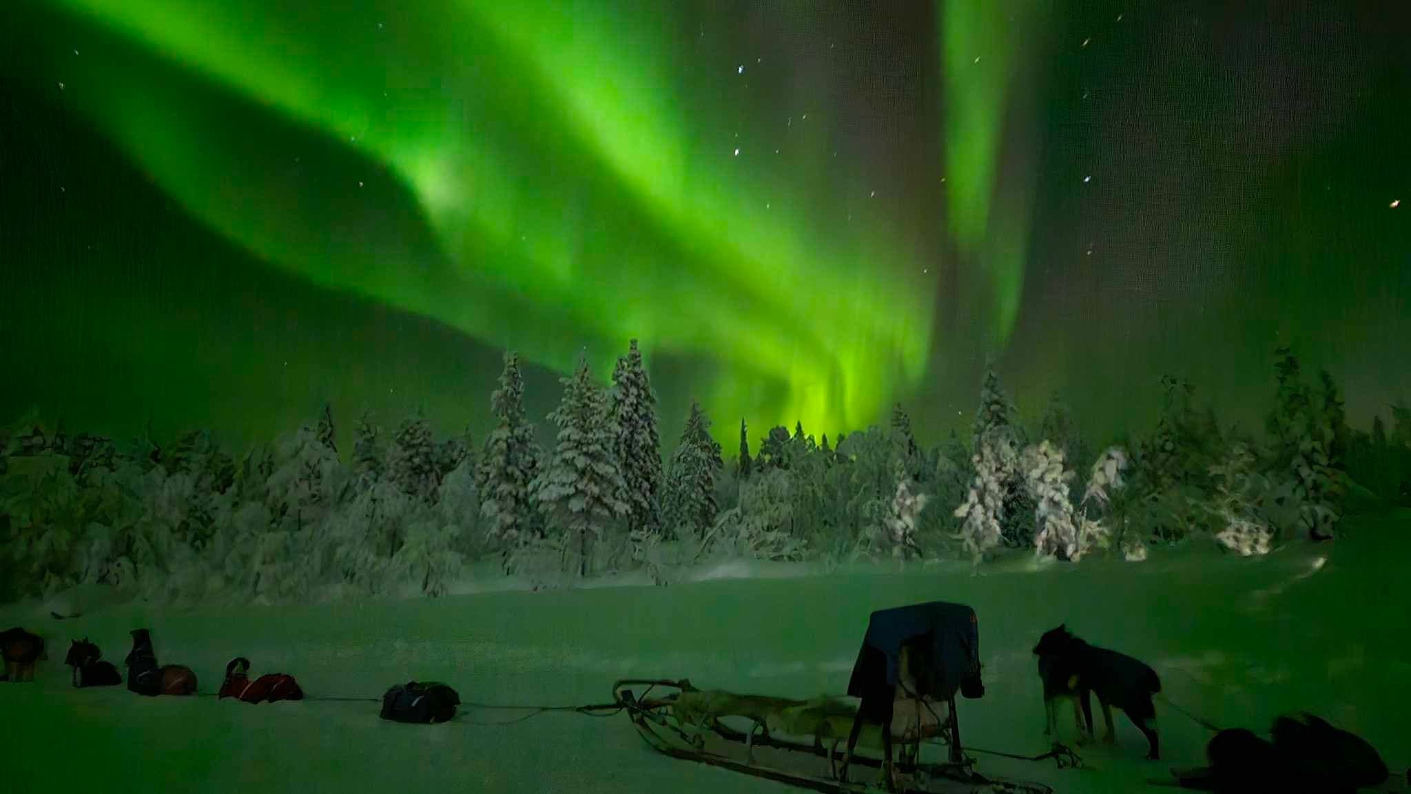Northern Lights Dog Sledding with Bohemian Lucky Bastards