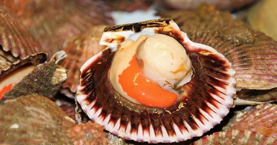 Group Scalloping Trip | Water Activities in Crystal River, Florida