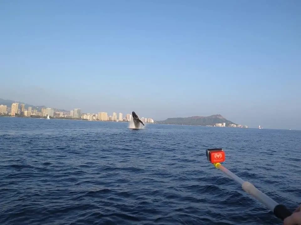 Sunset Humpback Whale Watching Cruise from Waikiki — Whale Guarantee & Hydrophone photo 1