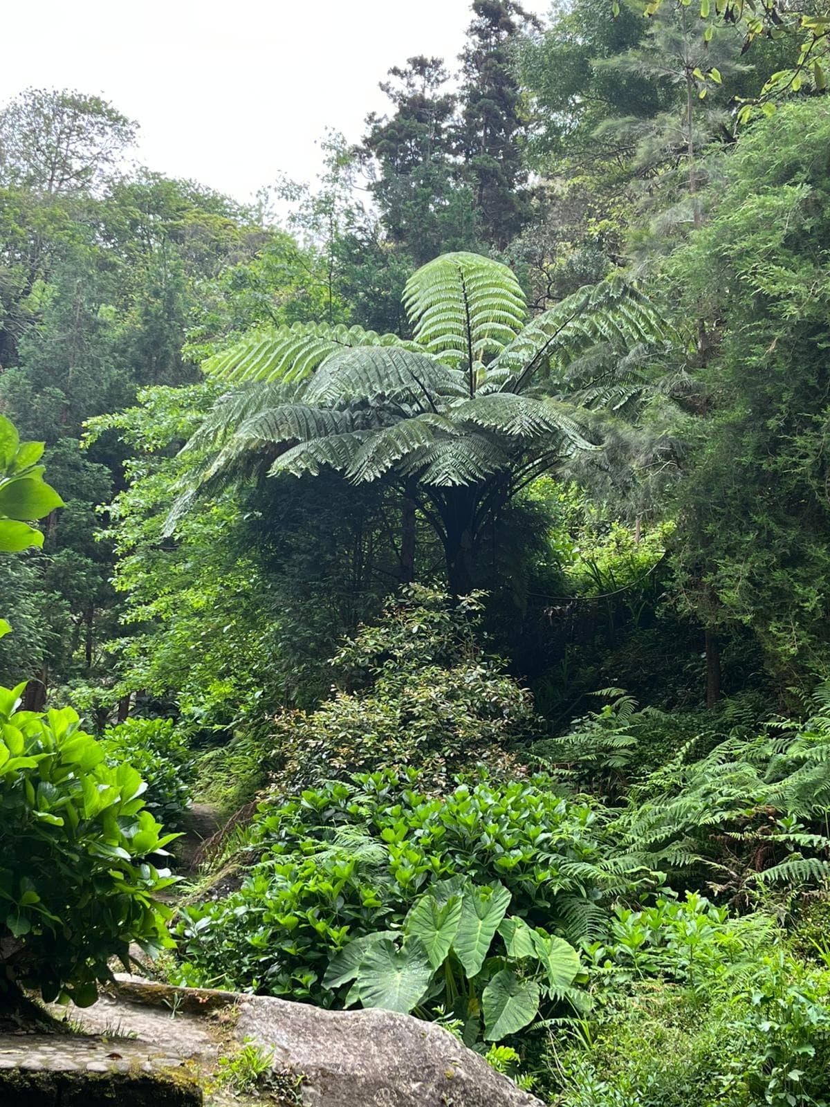 Waterfall Wanderlust Hike on São Miguel: Mill Ruins, Cascata da Gruta and Atlantic Views photo 3