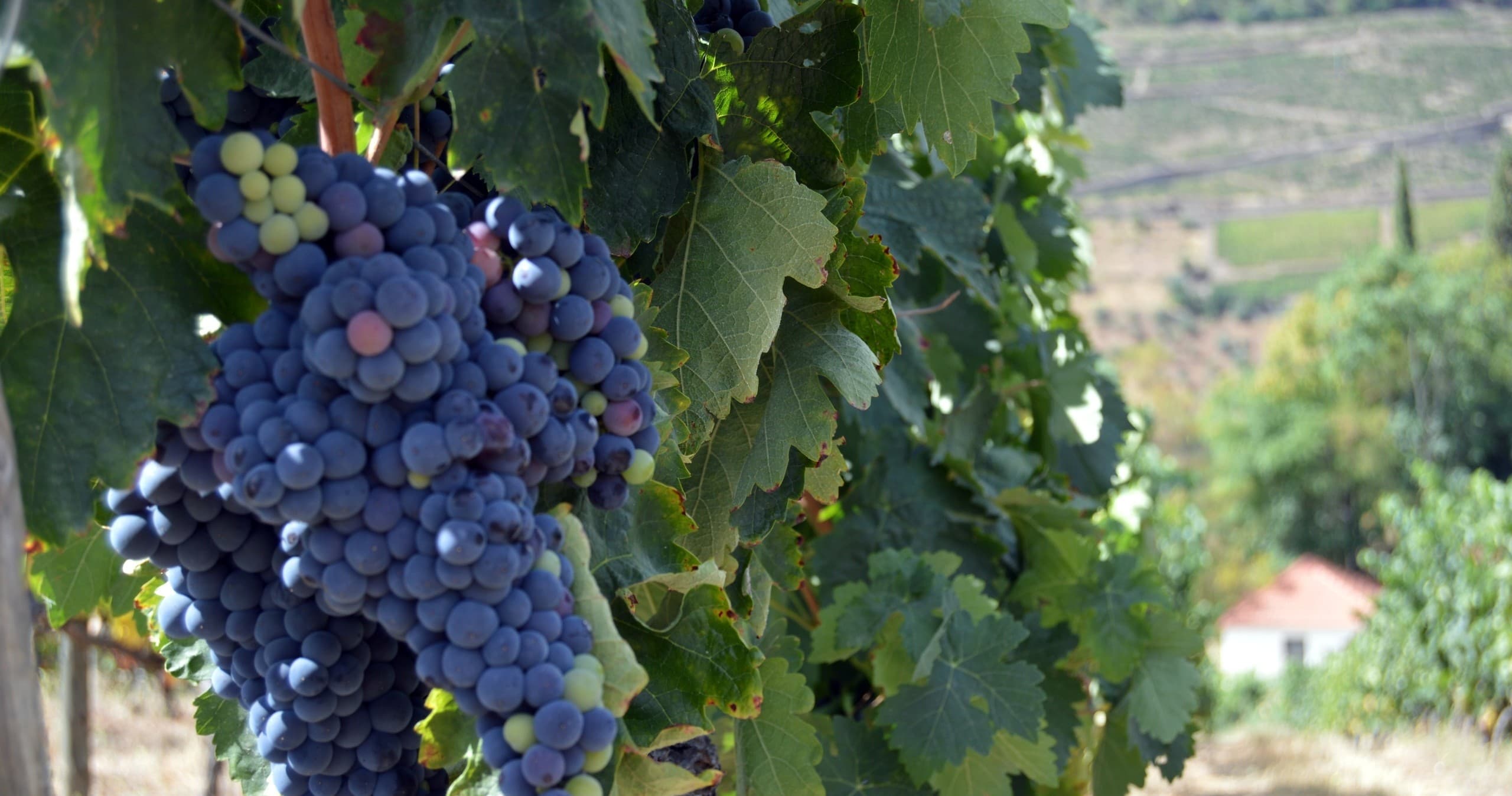 Douro Valley Wine Tour from Braga with Eco Trilha