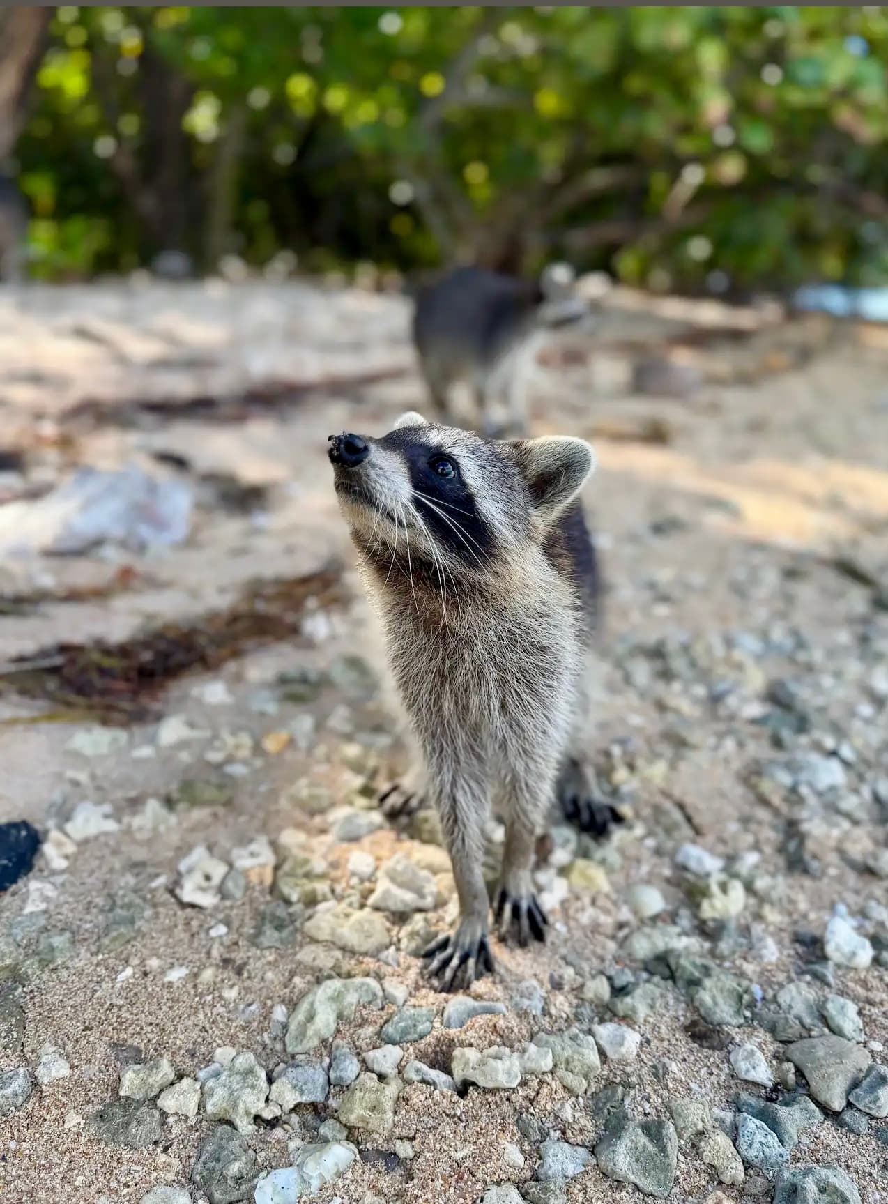 Miami Beach Boat Tour & Raccoon Island Adventure with Aquarius Boat Rental