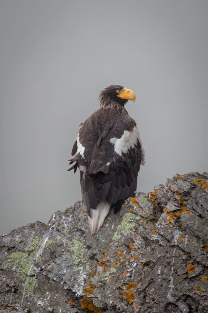 Chasing a Stellar’s Sea Eagle: Private Day Tour from St. John’s, Newfoundland photo 4