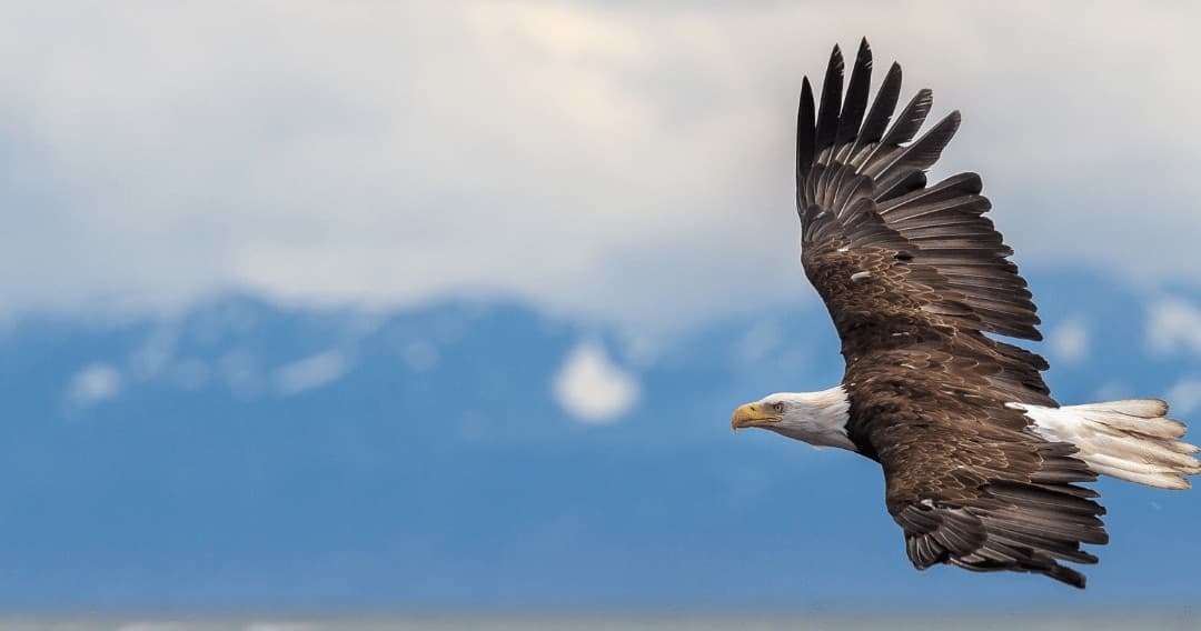 Bald eagle soaring over coastal waters with distant mountains