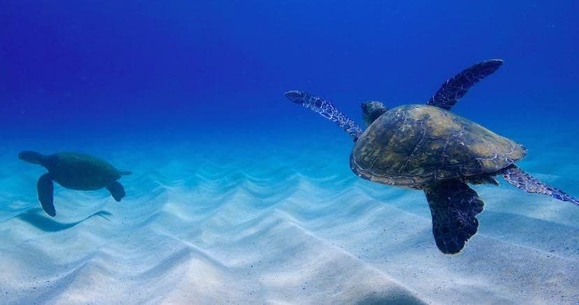 Sea turtles swimming over sandy reef in clear tropical ocean