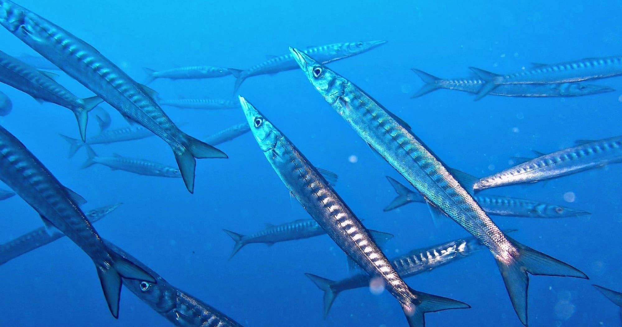 School of barracuda fish swimming in open blue Mediterranean sea