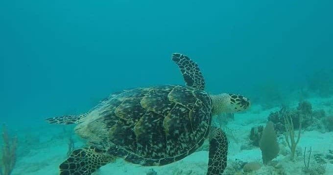 Kayak & Snorkel Gear Rental in Culebra, Puerto Rico