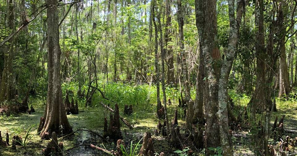 Cypress swamp forest with knees and dense moss, bayou habitat