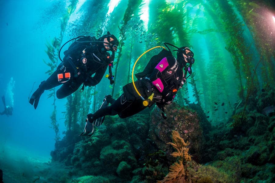 NAUI Master Diver Certification in Monterey, California