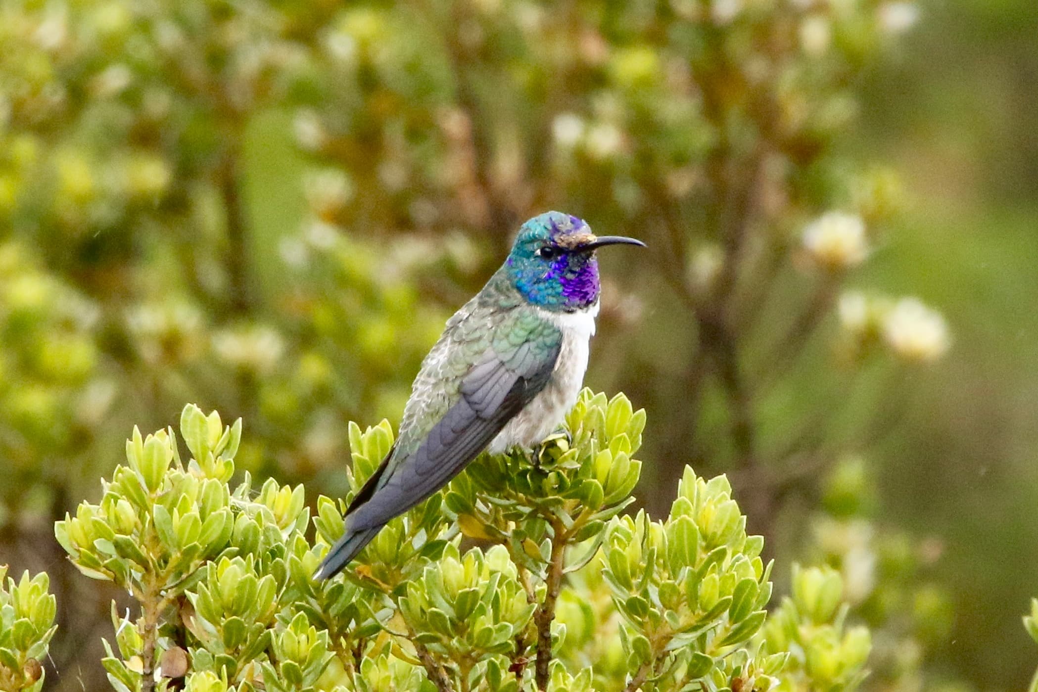 Birding Northern Ecuador: A Denver-Based Eco Tour