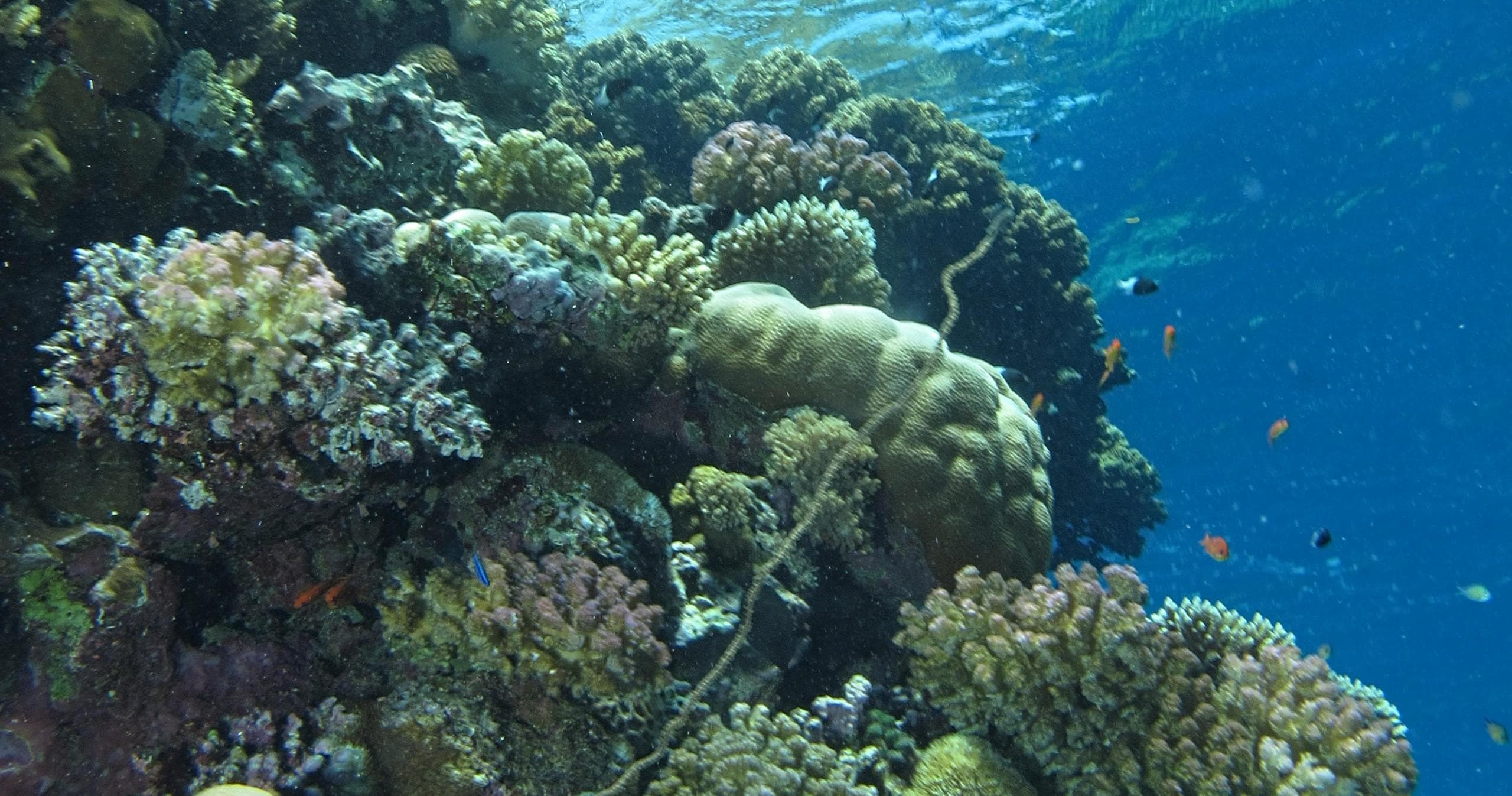 Underwater coral reef landscape teeming with fish, dive site view