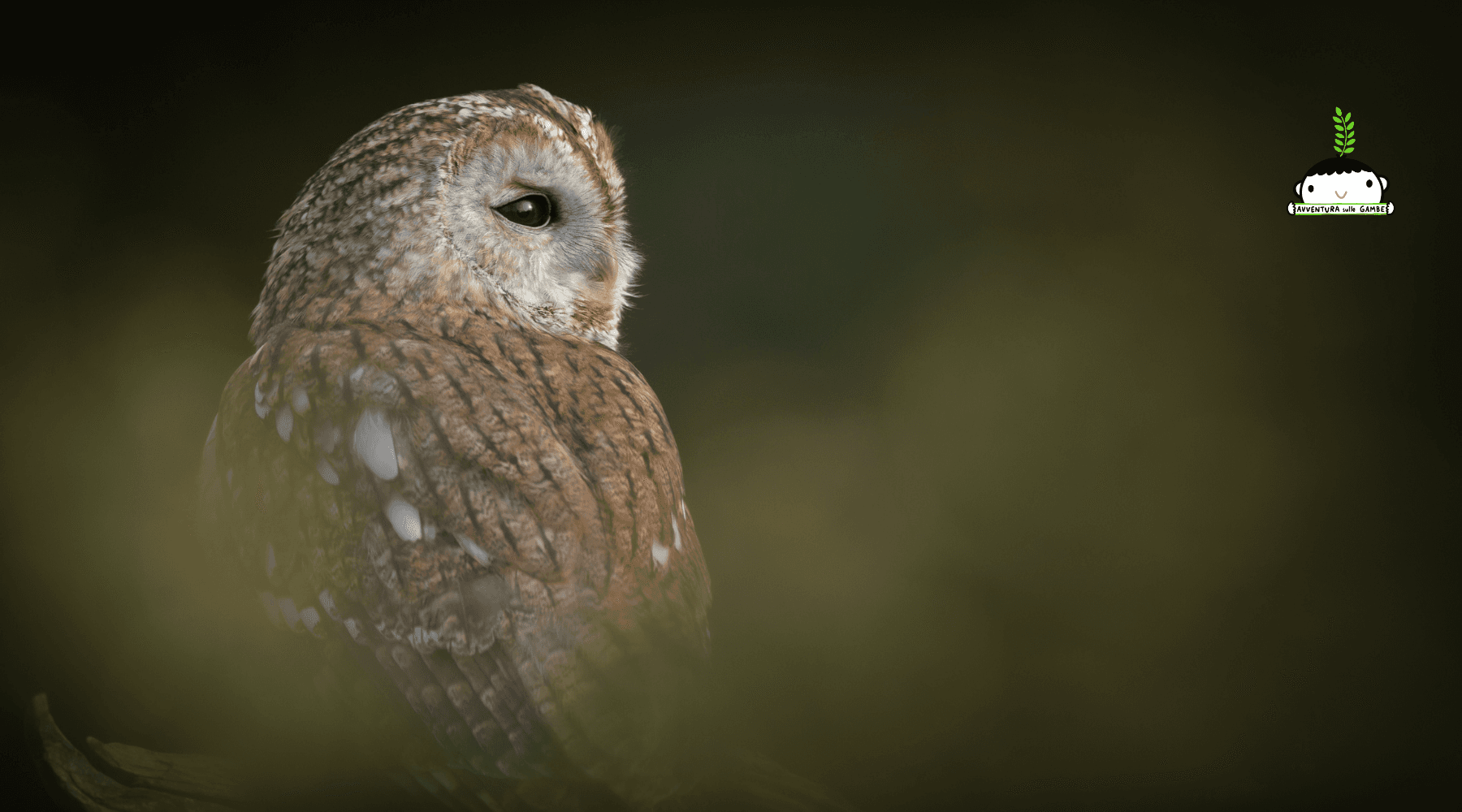 Night Wildlife Adventure with I Rapaci Notturni