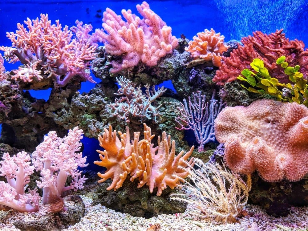 Marine Ecology Experience in Aguadilla, Puerto Rico