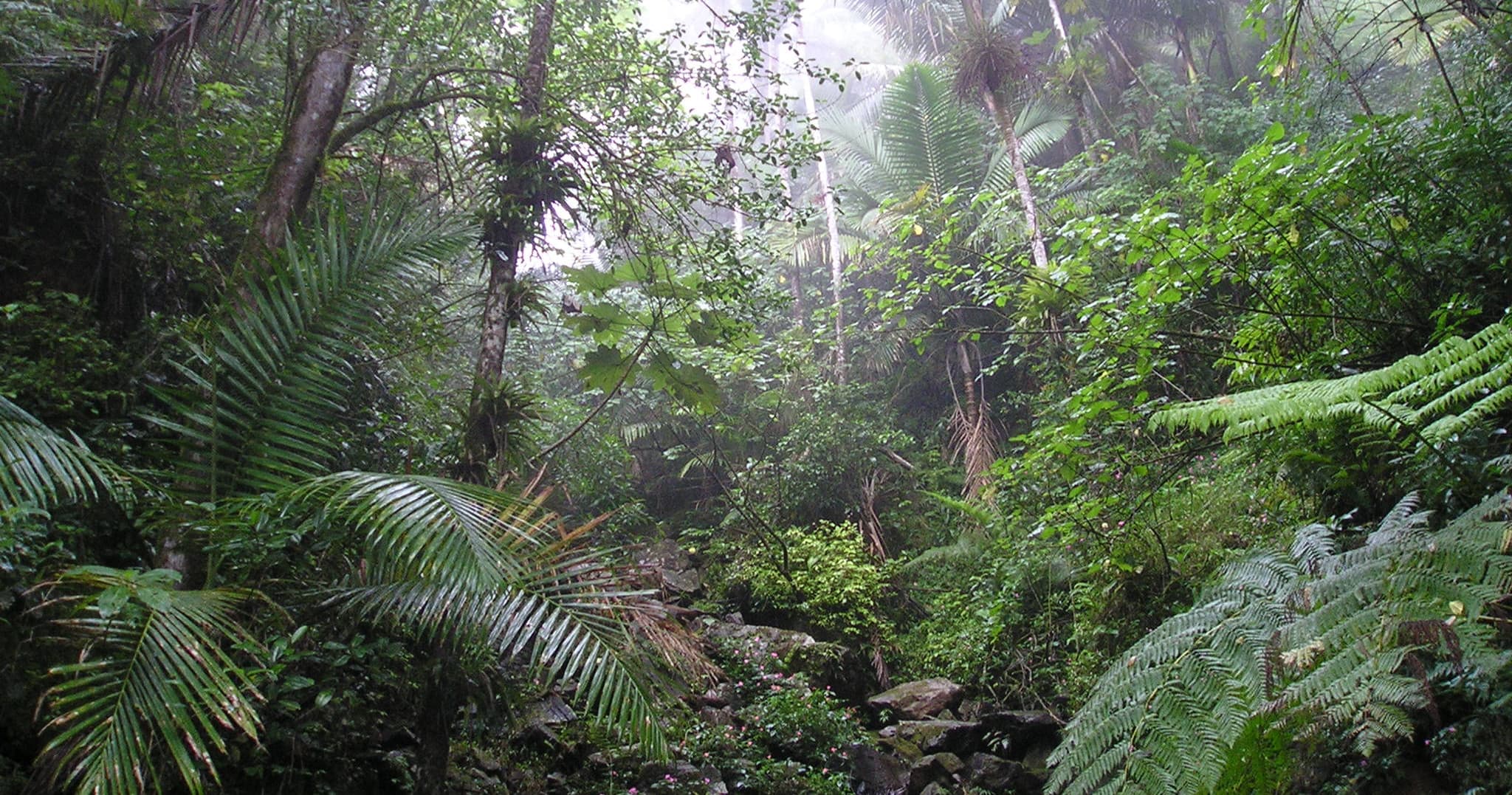 Lush tropical rainforest trail with dense ferns and mist