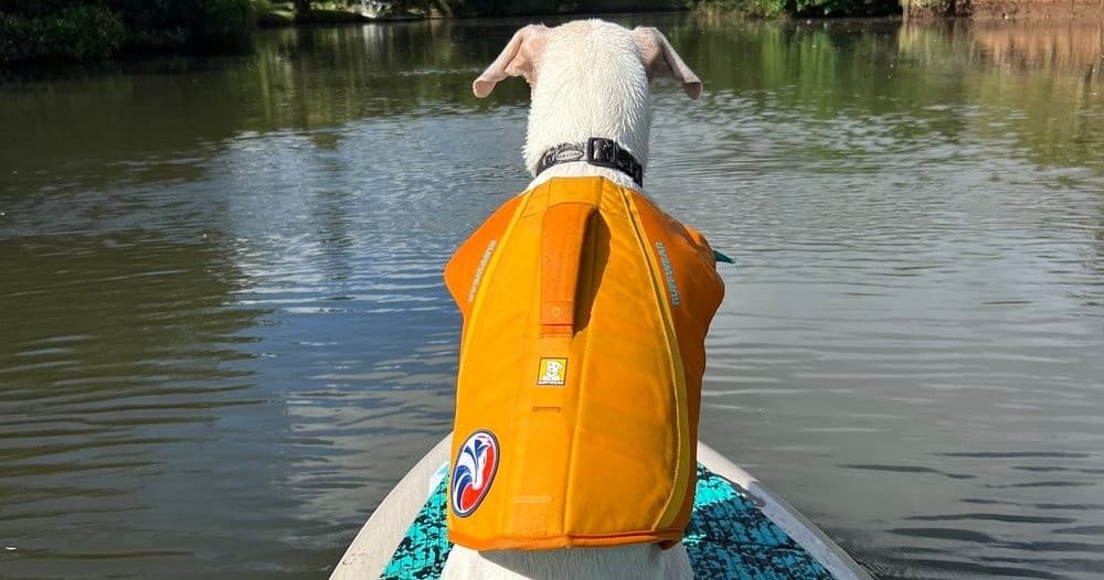 Water-Activities & Dog Surfing with SUPDog Hawaii LLC in North Shore